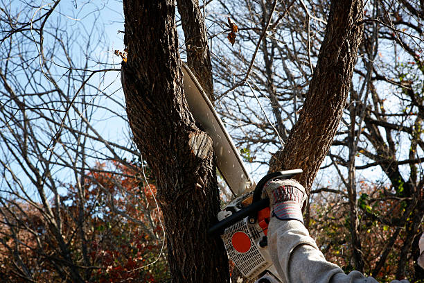  Jeffersonville, IN Tree Services Pros